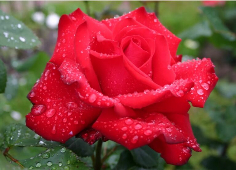 Grande Amore 2004™ Eleganza®