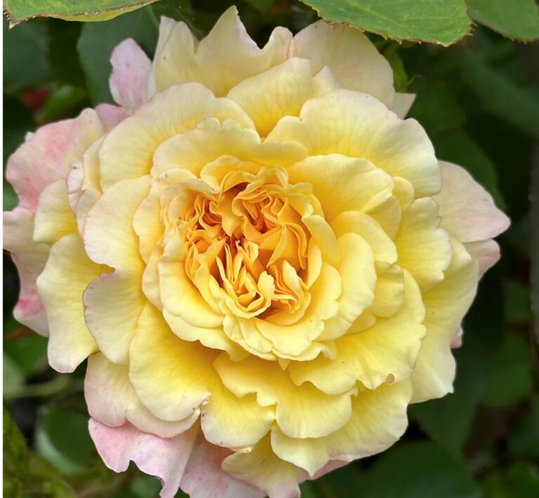 Jason’s Resolve Rose