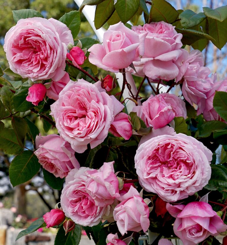 Arborose® Kiss Me Kate™