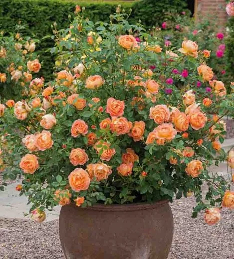 Lady of Shalott (AUSnyson)