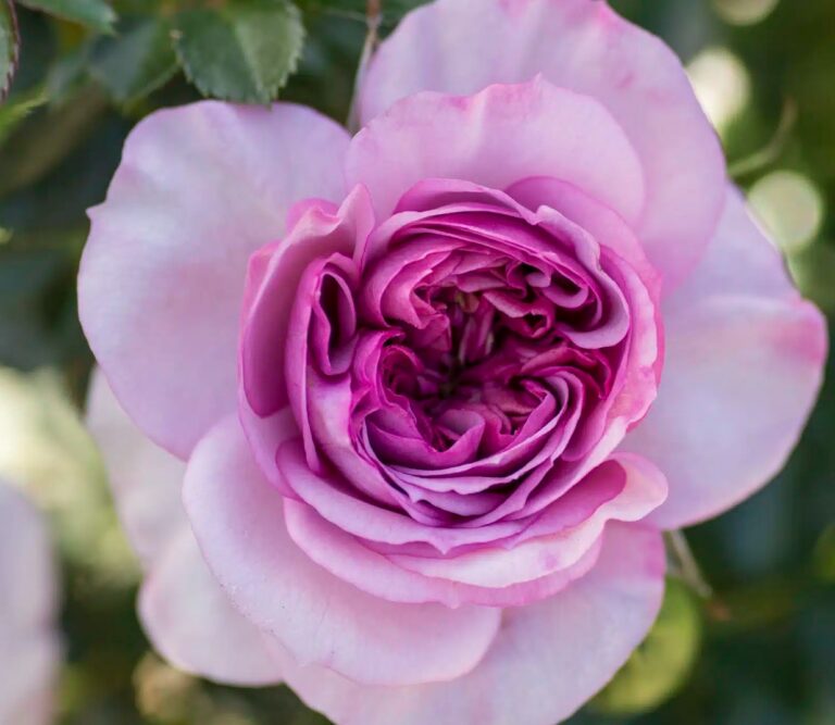 Veranda® Lavender™