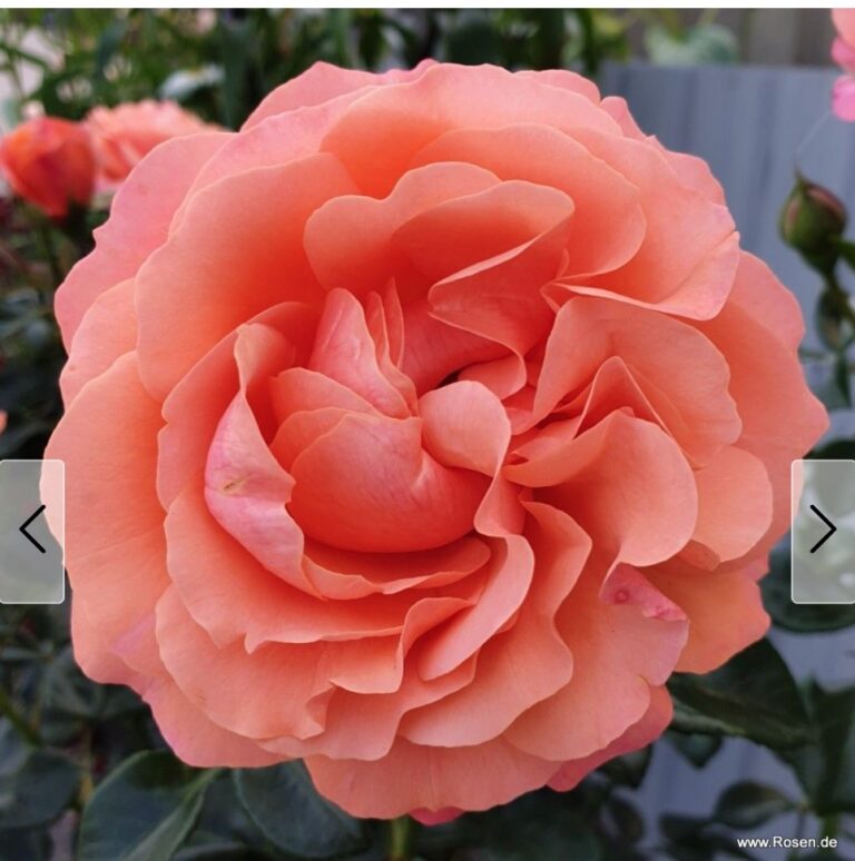 Coral Lions-Rose ®