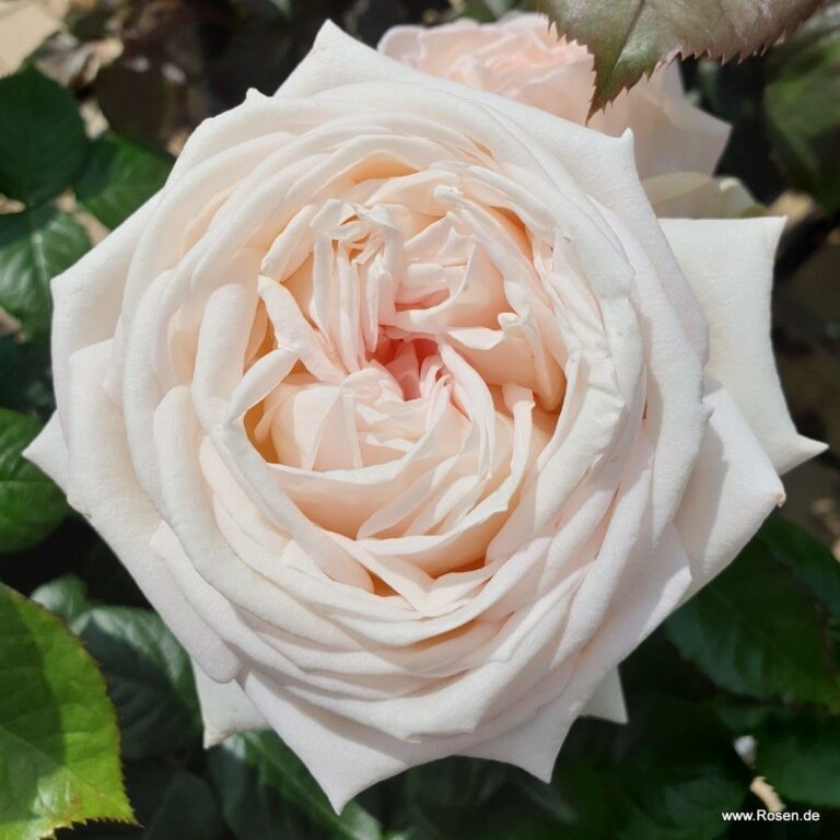 Madame Anisette