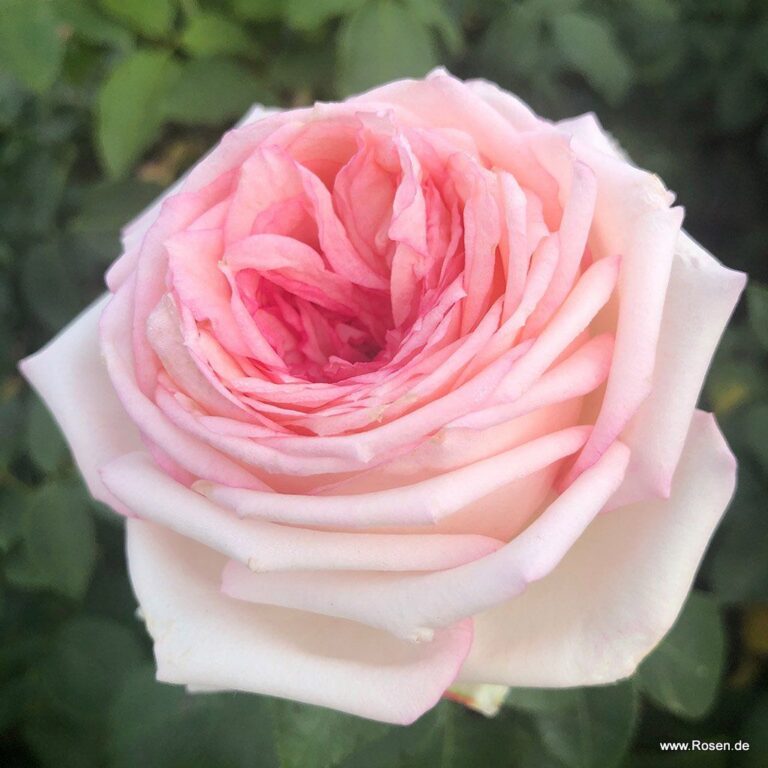 Meine Rose