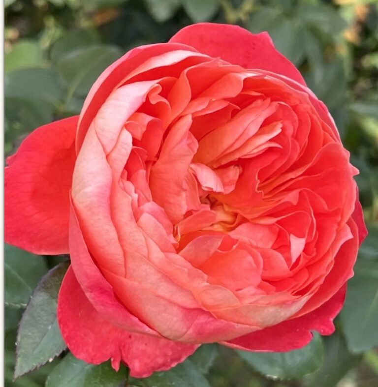 Orange Veranda®