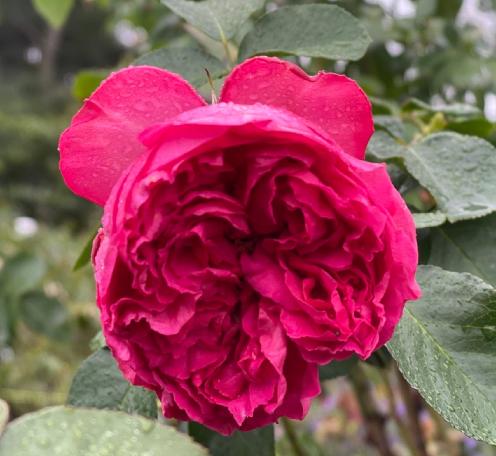 Pink Traviata