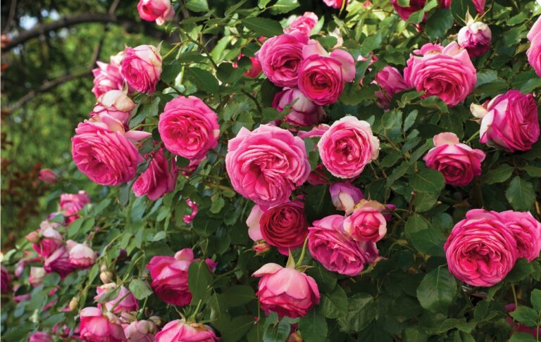 Pretty in Pink Eden®