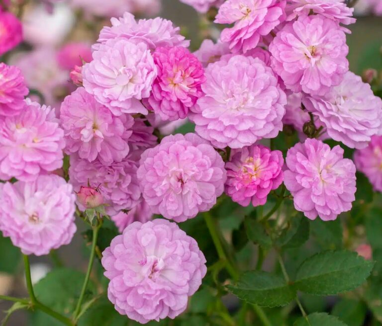 Pretty Polly® Lavender