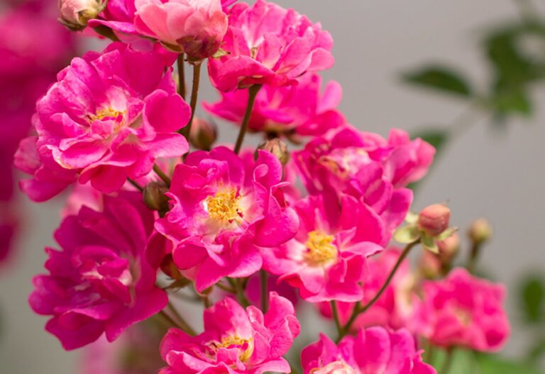 Pretty Polly® Pink