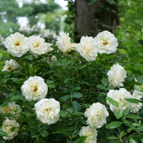Reminiscent® Crema
