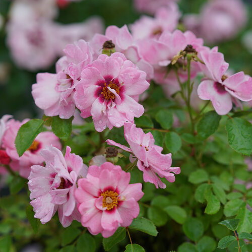 Ringo® Double Pink