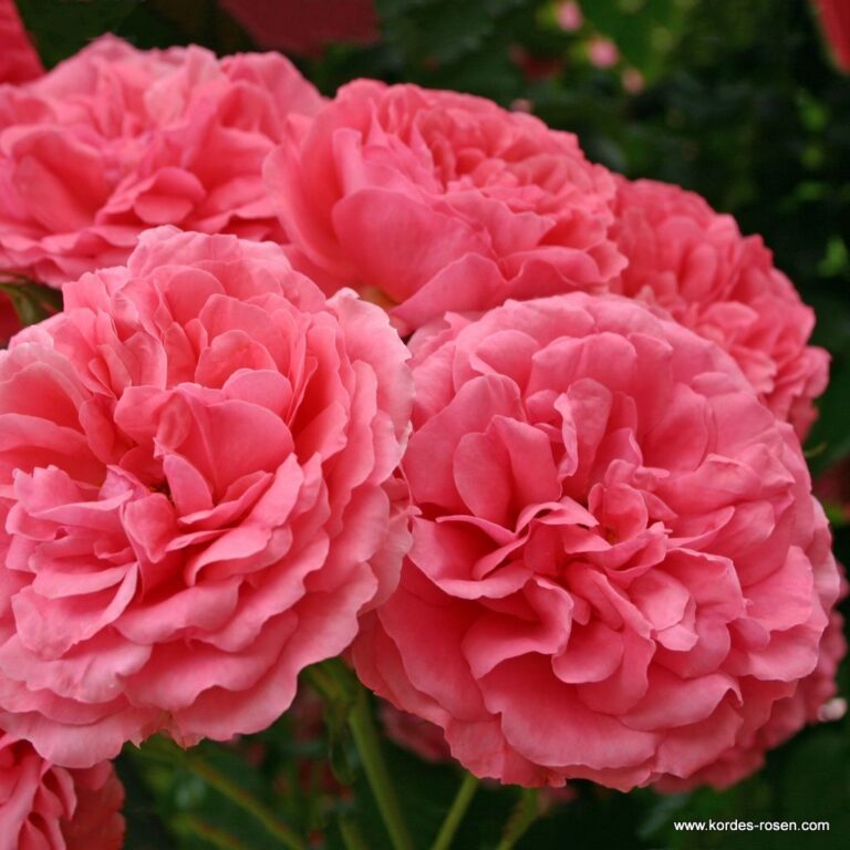 Rosarium Uetersen