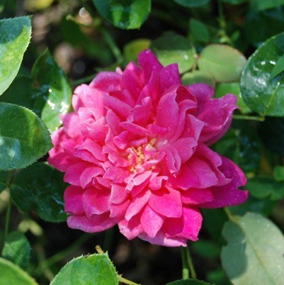 Sophy’s Rose (AUSlot)