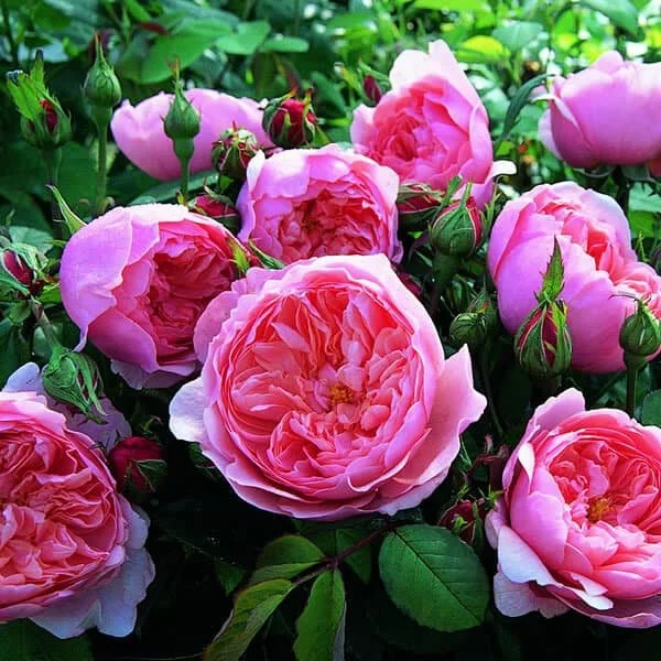 The Alnwick Rose (AUSgrab)