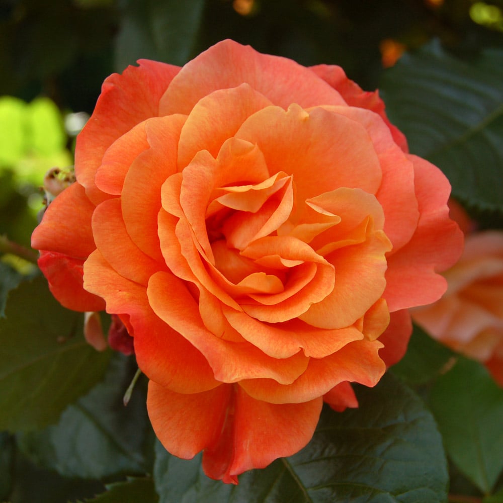 Westerland