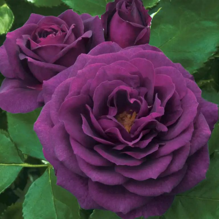 Ebb Tide™ 24″ Patio Tree Rose