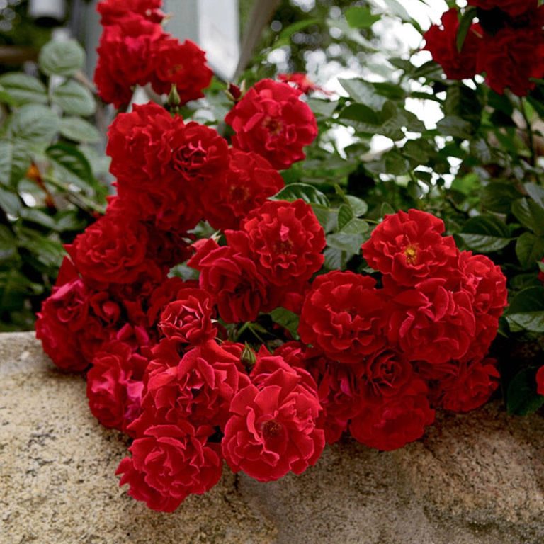 Red Ribbons®