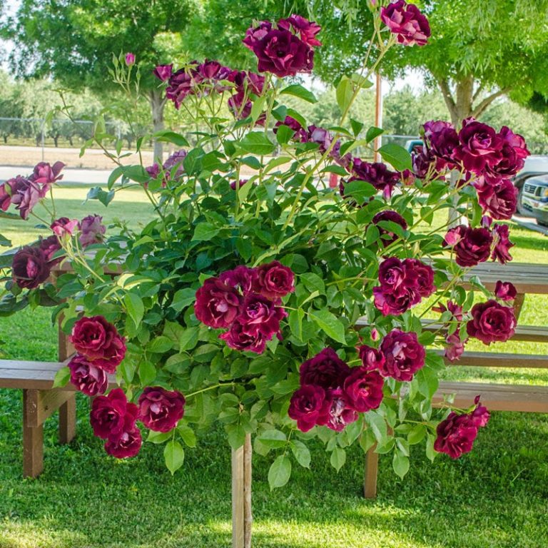 Burgundy Iceberg 24″ Tree Rose