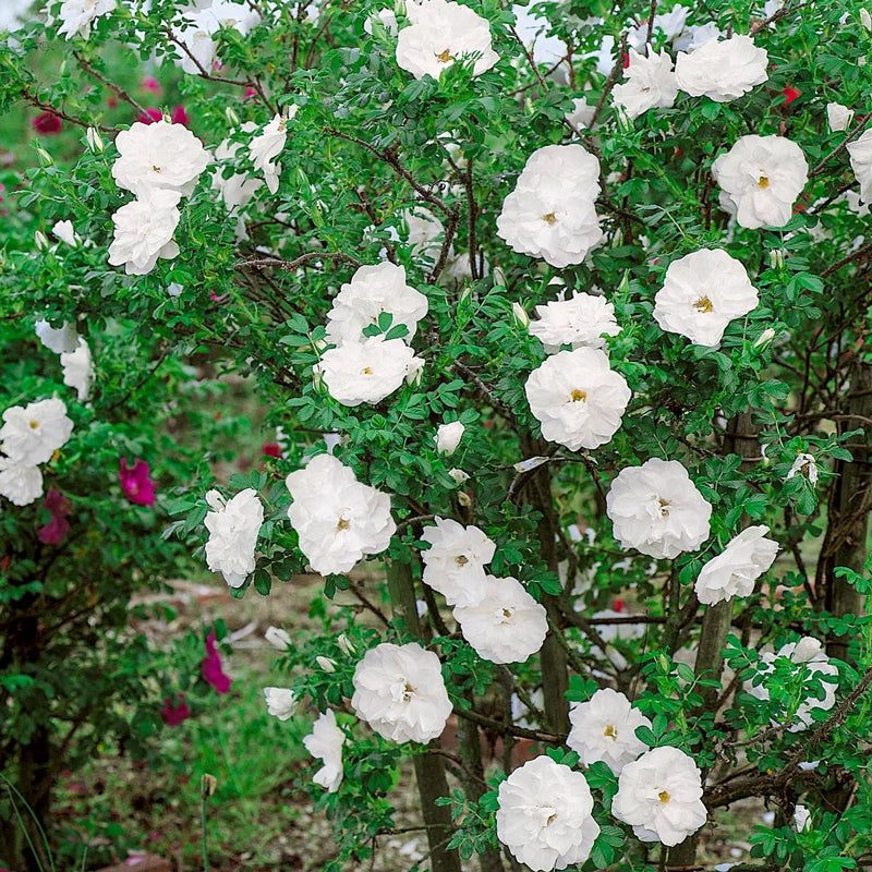 Blanc Double de Coubert