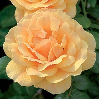 Easy Going & Livin’ Easy 36″ Tree Rose