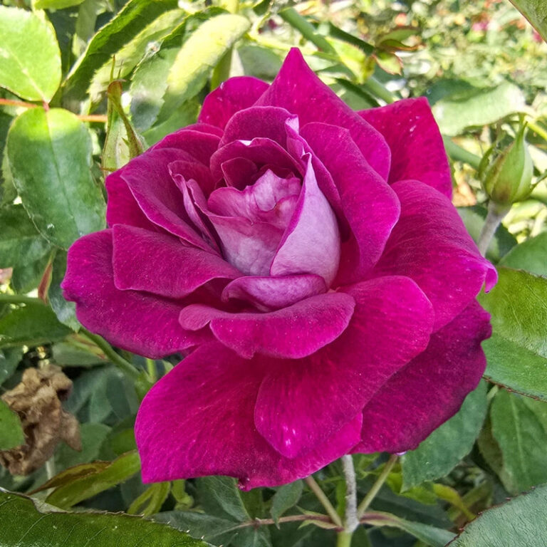 Burgundy Iceberg 24″ Tree Rose