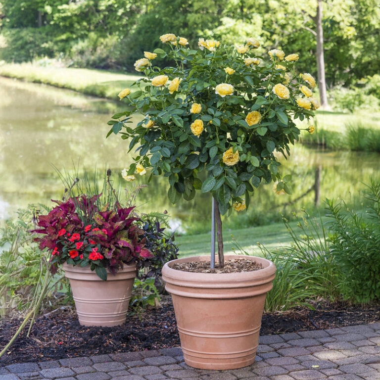 Sparkle & Shine™ 24″ Tree Rose