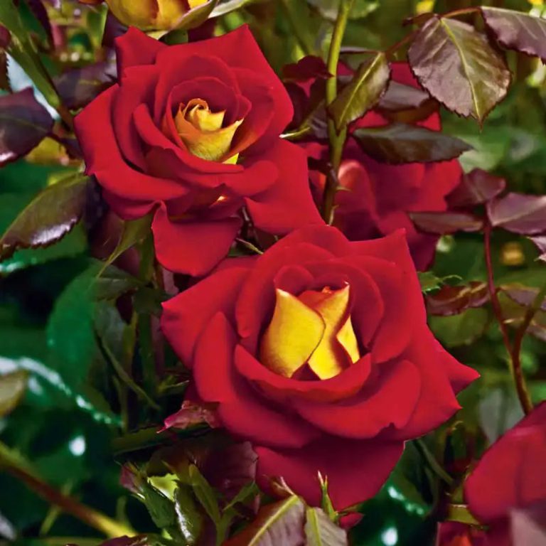 Ketchup & Mustard™ 36″ Tree Rose