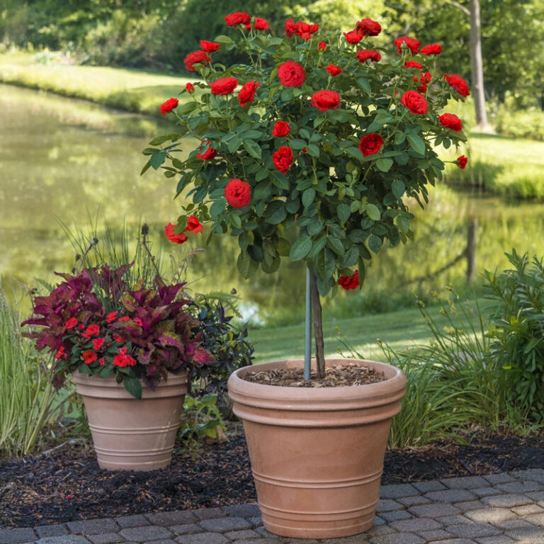 Take It Easy® 24″ Patio Tree Rose