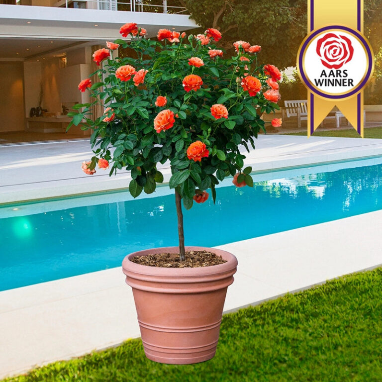 Easy Going & Livin’ Easy 36″ Tree Rose