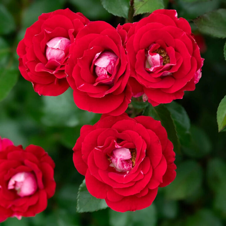 Take It Easy® 24″ Patio Tree Rose