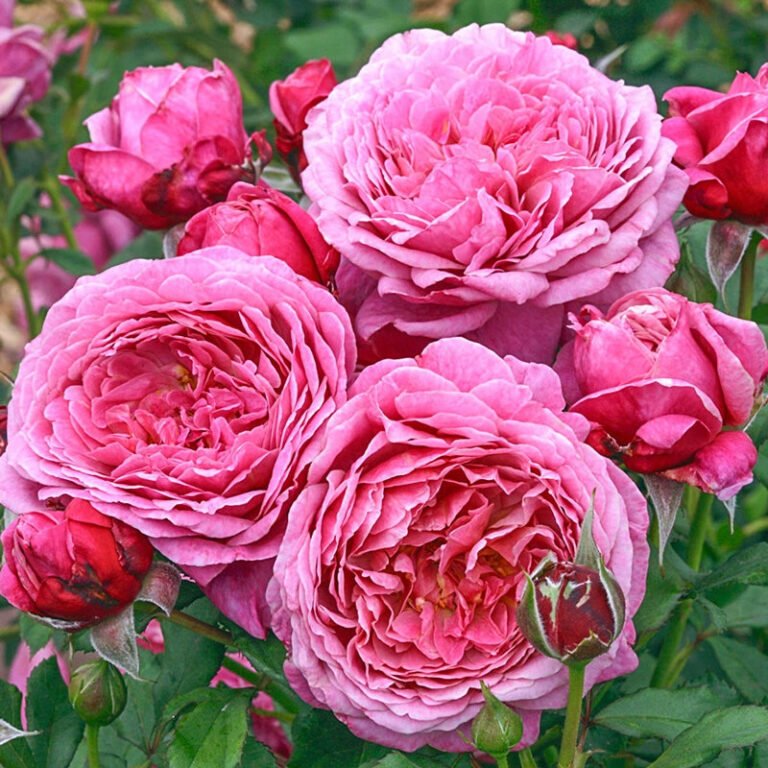 Queen of Elegance™