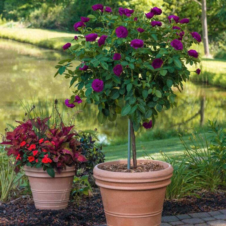 Ebb Tide™ – Tree