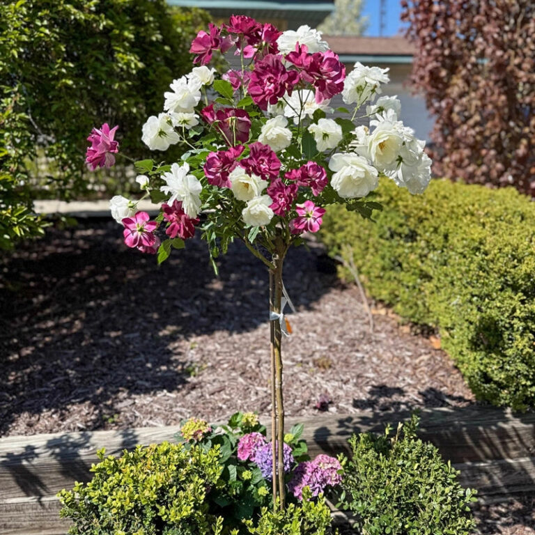 Burgundy Iceberg 24″ Tree Rose