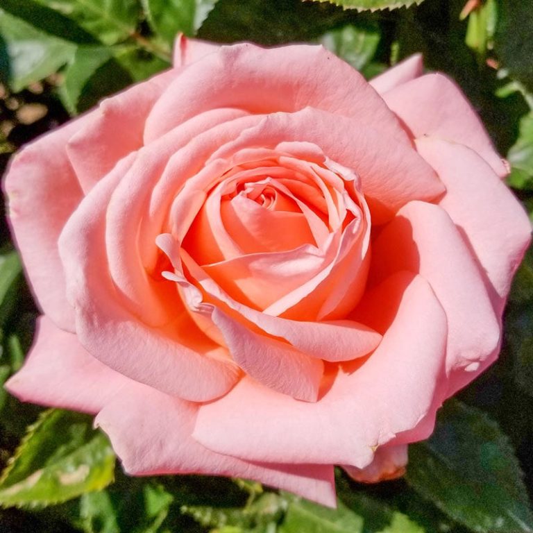 Heavenly Scented™