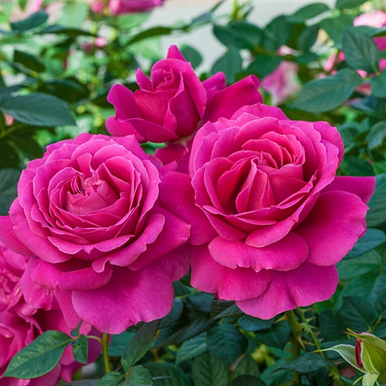 Pretty Lady Rose™