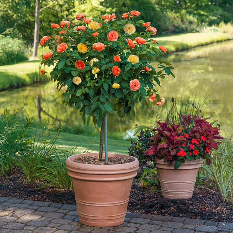 Easy Going & Livin’ Easy – Tree