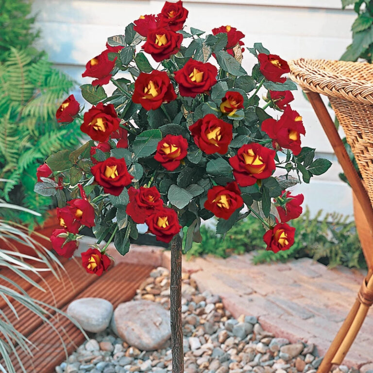 Ketchup & Mustard™ 36″ Tree Rose