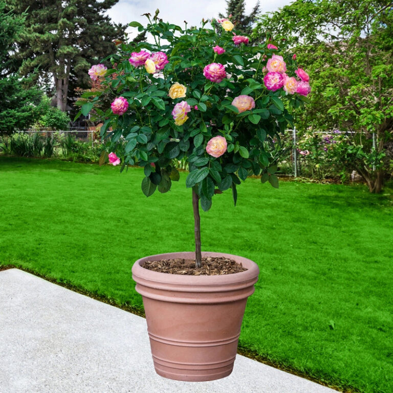 Life of the Party™ 36″ Tree Rose