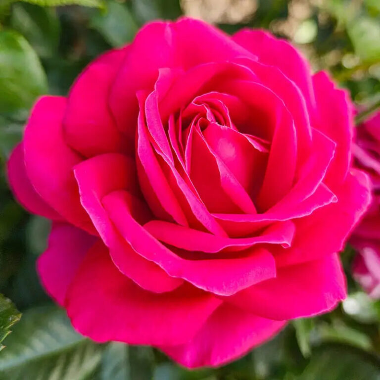 Nothing But Class™