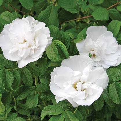 Blanc Double de Coubert