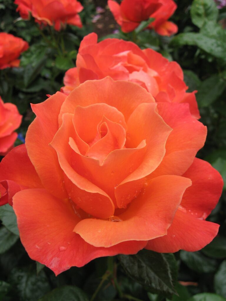 Livin’ Easy™