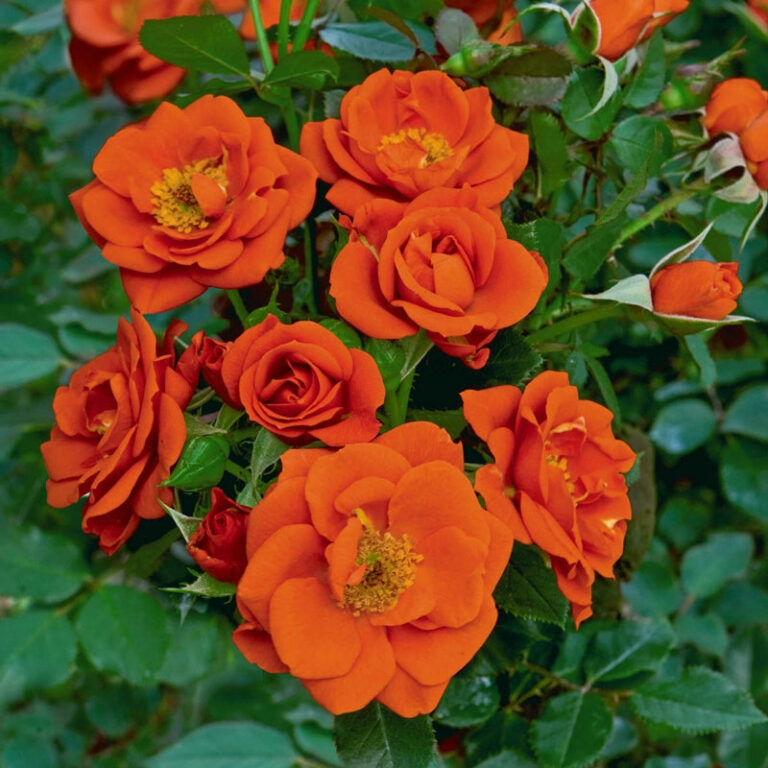 All A’Twitter™ Patio Rose