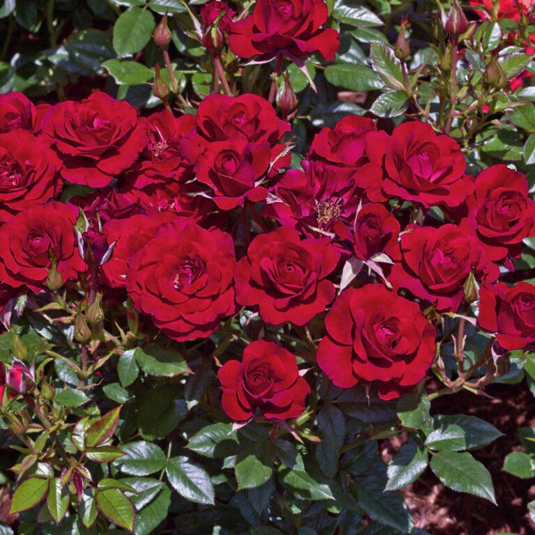 Ruby Ruby™ Patio Rose