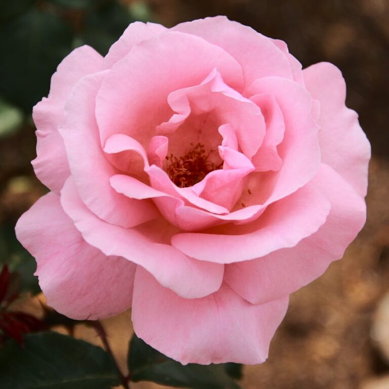 Queen Elizabeth