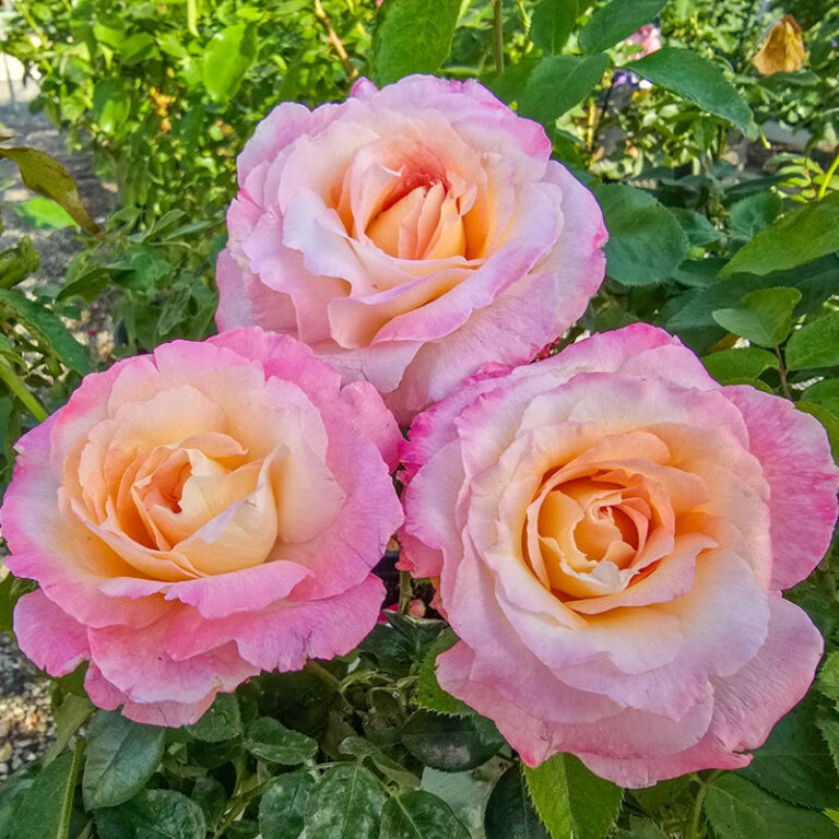 Matrimony