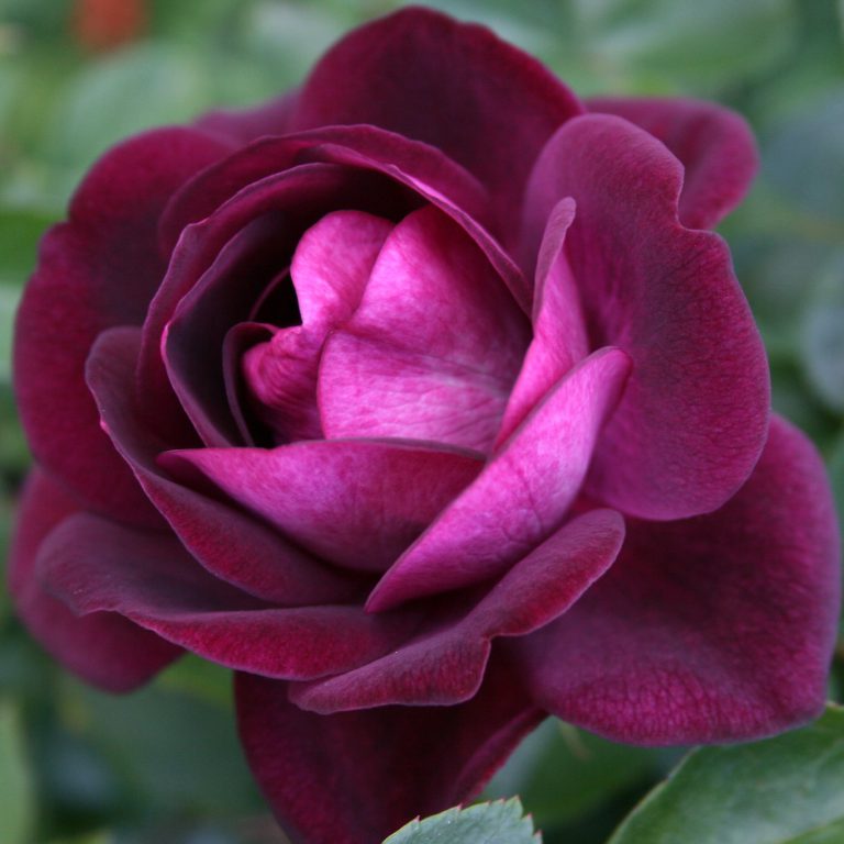 Burgundy Iceberg
