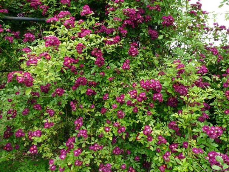 Violette