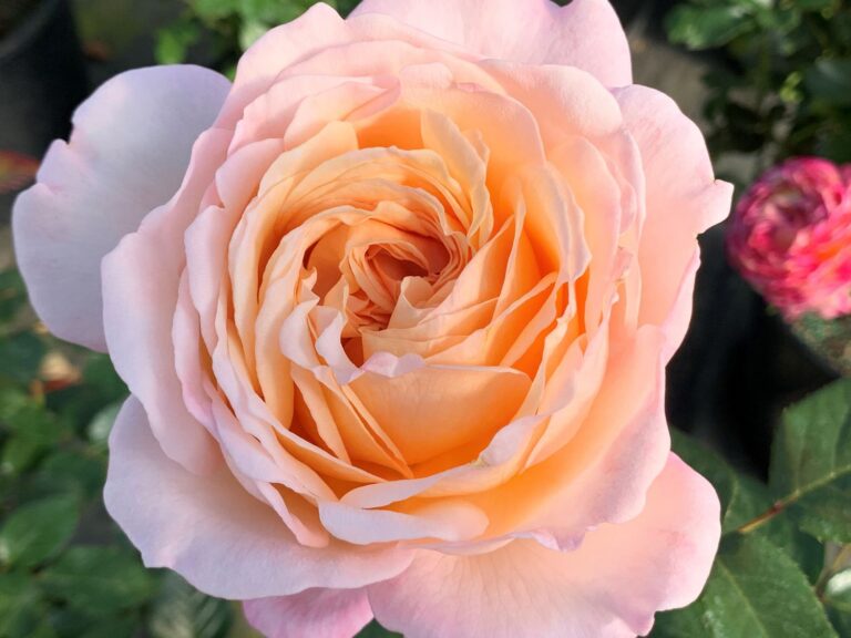 Parfuma® Sunrise