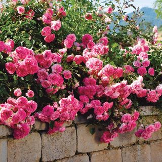 Petal Pushers Ground Cover