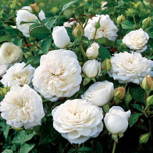 Pure Perfume